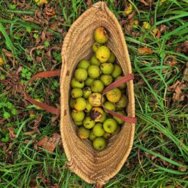 Atelier Pinnsvin Studio - blog de teintures végétales artisanales