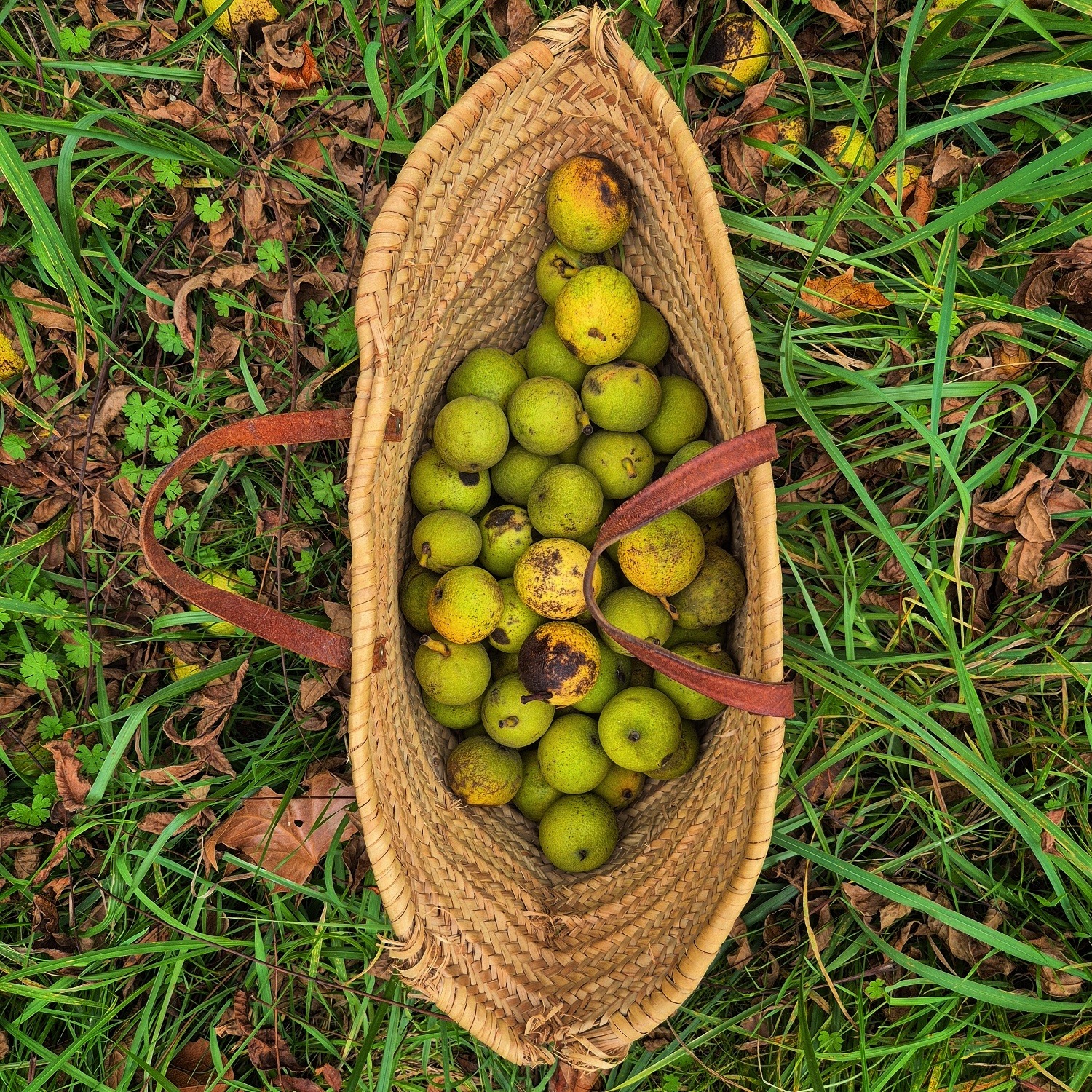 IMG_20251019_182024_871 Atelier Pinnsvin Studio - blog de teintures végétales artisanales