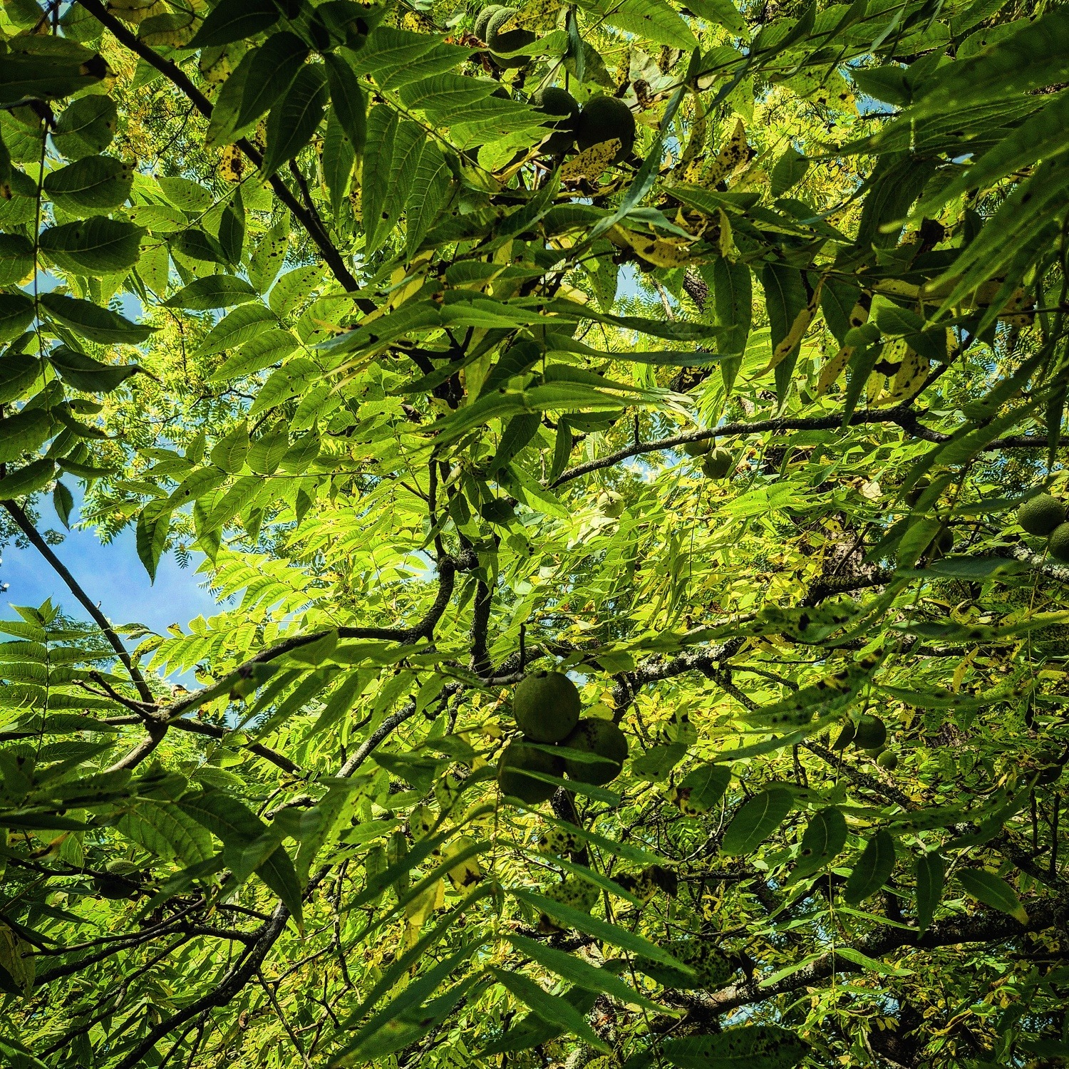 IMG_20251005_032321_780 La teinture au brou de noix de la laine - Blog du Pinnsvin Studio